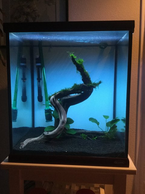 ideas for aquascape 60gal cube tank