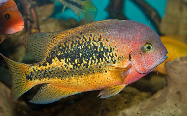 bifasciata_2.jpg