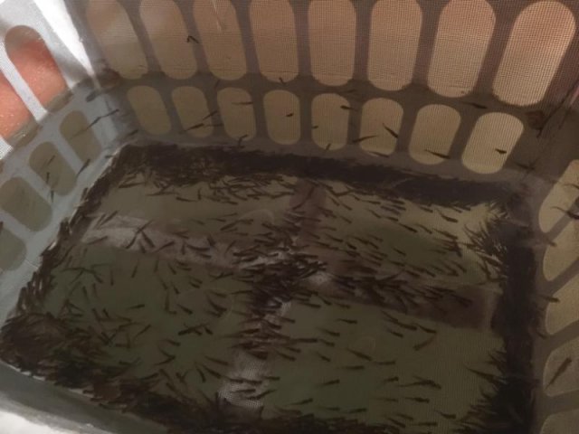 trout fry 1:2:17.jpg