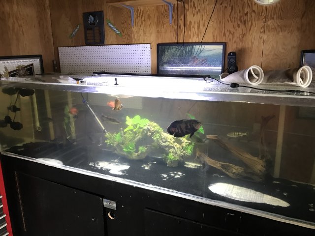 240 on sale gallon aquarium