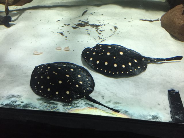 IMG_3722.JPG