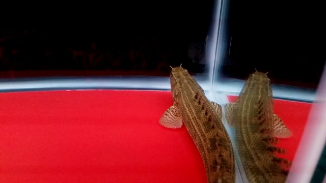 2017-01-06 16.59.55.jpg