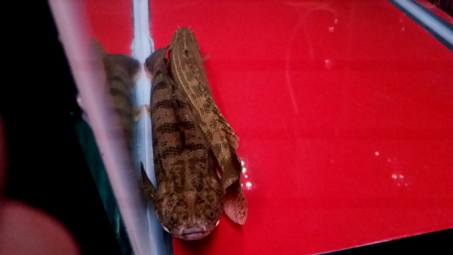 2017-01-06 16.56.51.jpg