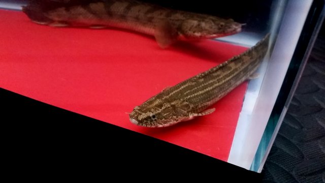 2017-01-08 09.36.07.jpg 2017-01-08 09.36.07.jpg