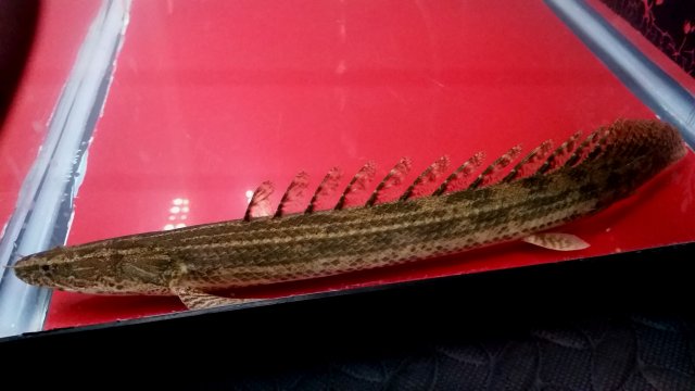 2017-01-08 09.34.16.jpg 2017-01-08 09.34.16.jpg