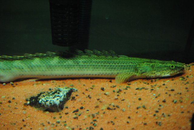 DSC_2227.JPG DSC_2227.JPG