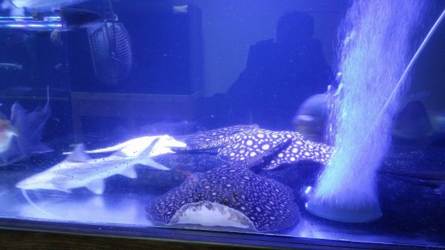 albino pearl in 15 ft tank.jpg