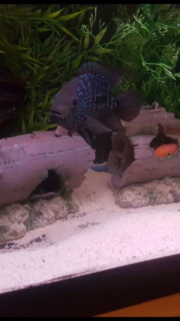 IMG-20170109-WA0009.jpg