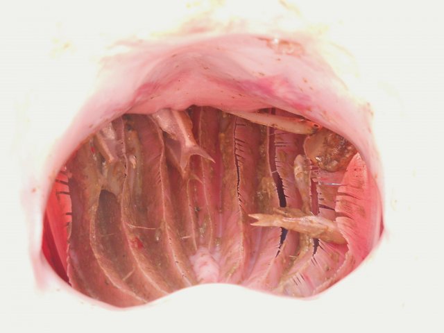 Catla catla, inside mouth, from Balaji.JPG