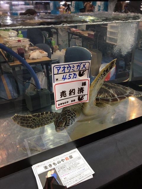 sea turtle for sale.jpg sea turtle for sale.jpg