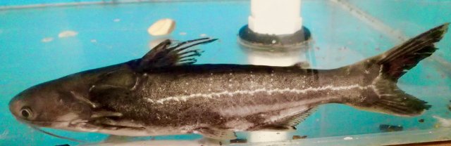 Super rare fish Clearance