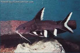 images (7).jpg images (7).jpg