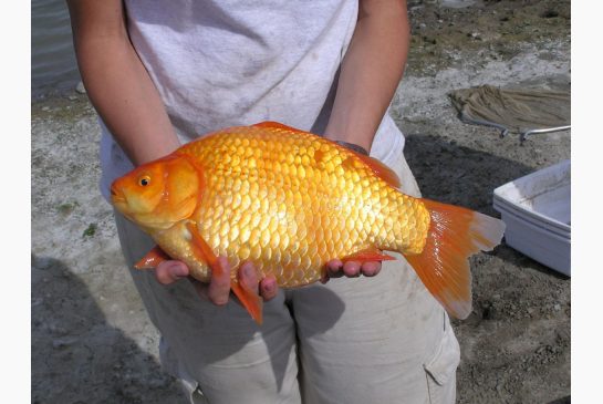 goldfish5.jpg.size.xxlarge.letterbox.jpg