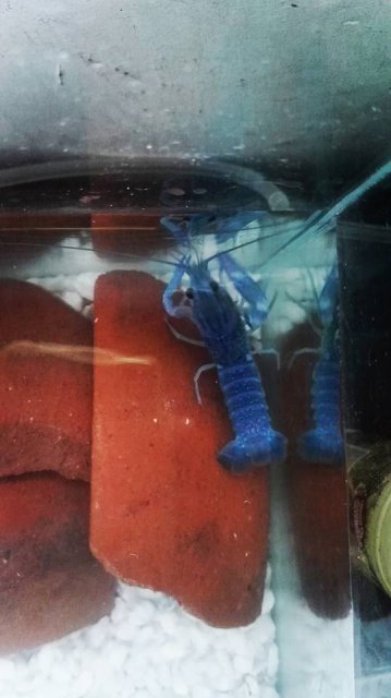 crayfish.jpg crayfish.jpg