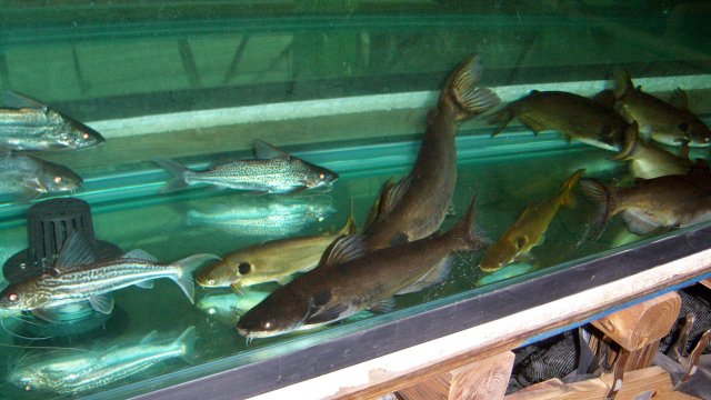 Sun catfish care new arrivals