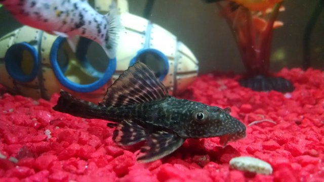 IMG_20161003_022852170.jpg IMG_20161003_022852170.jpg