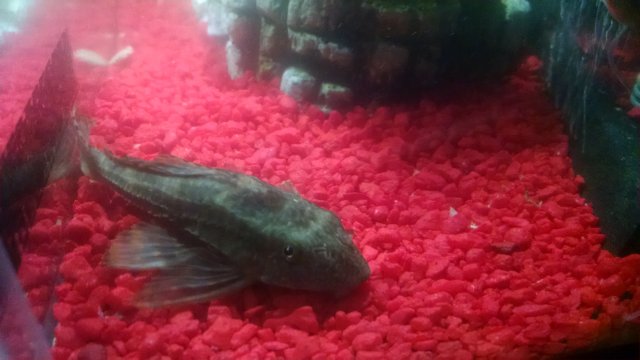 IMG_20161206_035025659.jpg IMG_20161206_035025659.jpg