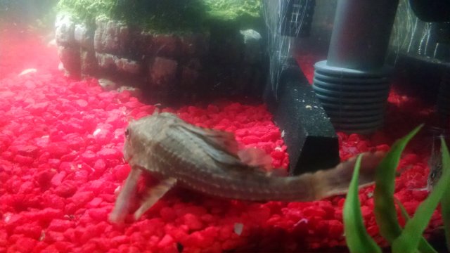 IMG_20161130_031126566.jpg IMG_20161130_031126566.jpg