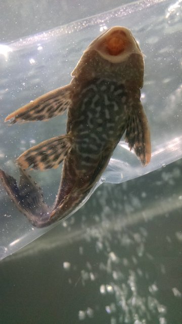 IMG_20170116_200334468.jpg IMG_20170116_200334468.jpg