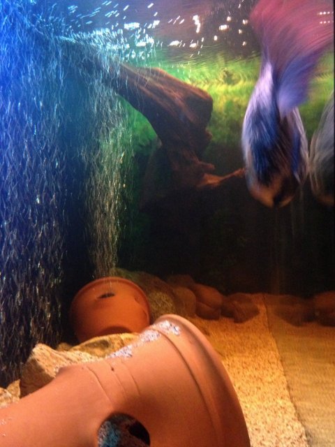 IMG_1703.JPG