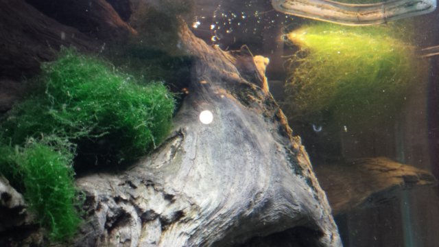 1485049524855.jpg 1485049524855.jpg