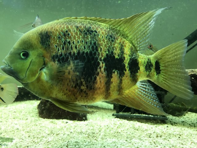 rare south american cichlids