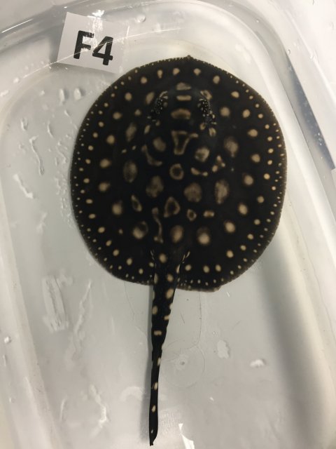 IMG_4081.JPG IMG_4081.JPG