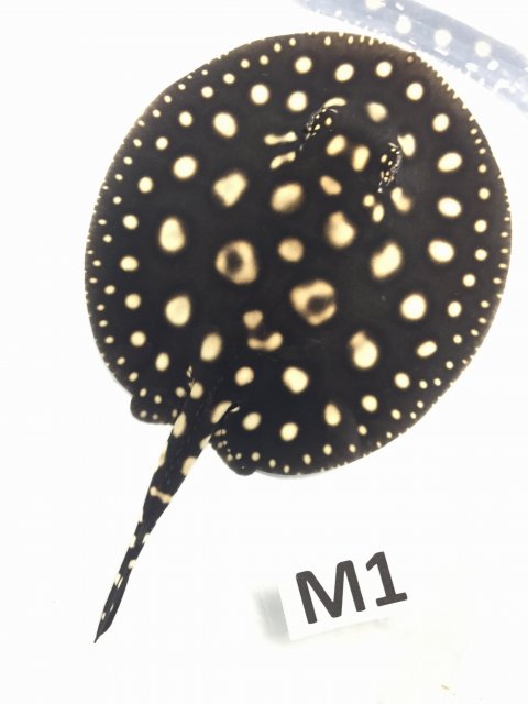 IMG_3990.JPG IMG_3990.JPG