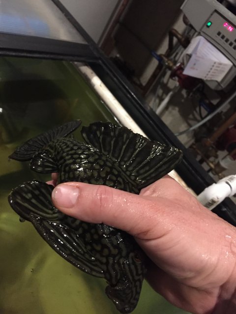 IMG_2274.JPG IMG_2274.JPG