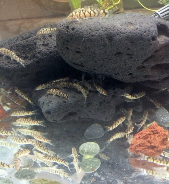 YoYo Loach.JPG