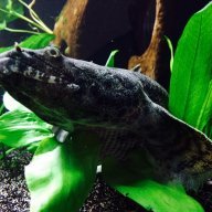 Water Cow Goby Tank Mates | MonsterFishKeepers.com