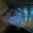 WACichlid