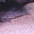 Pictus Catfish
