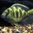 Cichlid_freak