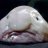 Blobfish