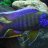 African Cichlid Lover