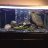 Fish_tank_dude_96