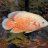 FishNamedGil