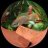 cavy2