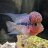 CRDflowerhorn
