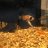 Tigerbarbsandcichlids