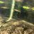 The gar project