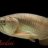 american_cichlids_92