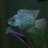 bluestarflowerfish