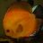 PopPopsfish