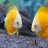 le_fish
