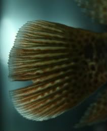 tail3.jpg