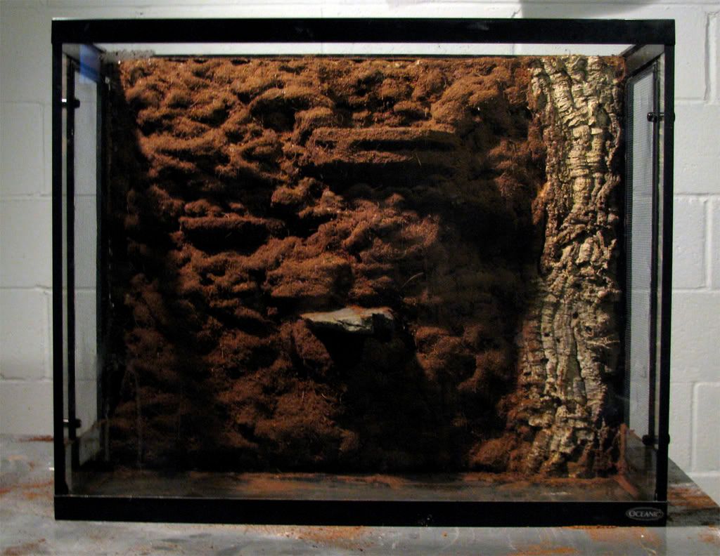 New Crested Gecko Tank Build | MonsterFishKeepers.com