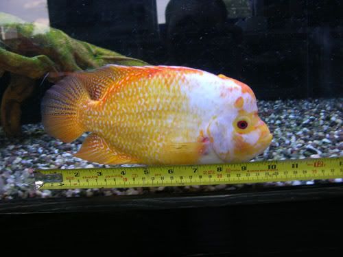 fish-02.jpg