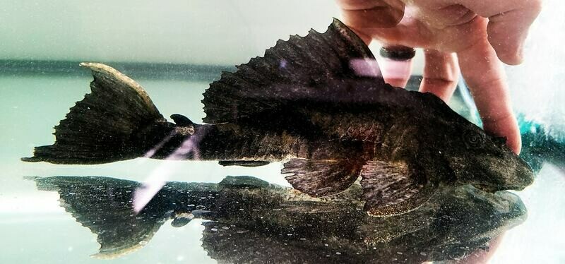 jasonsplecoscichlids.com